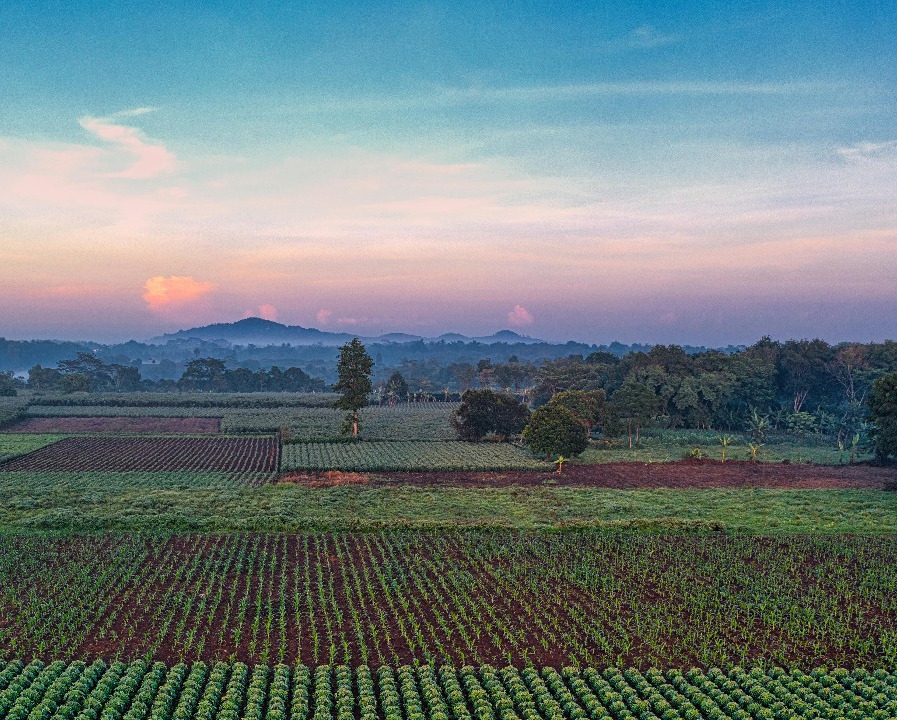 cassava harvest farmer